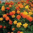 25 Seeds Brocade Marigold Seeds For Garden Planting Easy to Grow