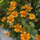 25 Seeds Bambino Marigold Seeds For Garden Planting Easy to Grow
