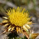 200 Seeds Cltered Carline Thistle Seeds For Garden Planting Easy to Grow