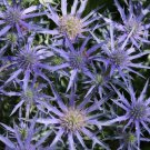 200 Seeds Purple Sea Hollies Thistle Seeds For Garden Planting Easy to Grow