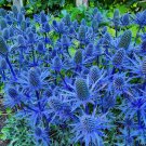 200 Seeds Blue Sea Hollies Thistle Seeds For Garden Planting Easy to Grow