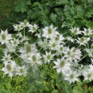 200 Seeds Sea Hollies Thistle Seeds For Garden Planting Easy to Grow