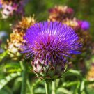 200 Seeds Cardoon Thistle Seeds For Garden Planting Easy to Grow