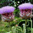200 Seeds Globe Artichoke Thistle Seeds For Garden Planting Easy to Grow