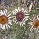 200 Seeds Carline Thistle Seeds For Garden Planting Easy to Grow