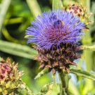 200 Seeds Slender Seaside Thistle Seeds For Garden Planting Easy to Grow