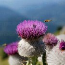 200 Seeds Woolly Thistle Seeds For Garden Planting Easy to Grow