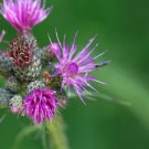 200 Seeds Marsh European Swamp Thistle Seeds For Garden Easy to Grow