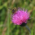 200 Seeds Meadow Thistle Seeds For Garden Planting Easy to Grow