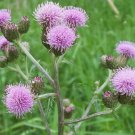 200 Seeds Creeping Thistle Seeds For Garden Planting Easy to Grow
