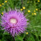 200 Seeds Melancholy Thistle Seeds For Garden Planting Easy to Grow