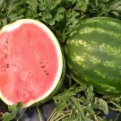 50 Seeds Top Gun Watermelon Seeds For Garden Planting Easy to Grow