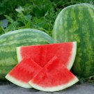 50 Seeds Secretariat Seedless Watermelon Seeds For Planting Easy to Grow