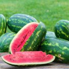 50 Seeds Sangria Watermelon Seeds For Garden Planting Easy to Grow