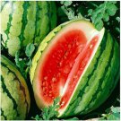 50 Seeds Dixie Queen Watermelon Seeds For Garden Planting Easy to Grow