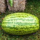 50 Seeds Carolina Cross Watermelon Seeds For Garden Planting Easy to Grow