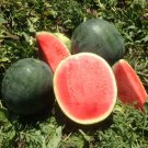50 Seeds Belmont Watermelon Seeds For Garden Planting Easy to Grow