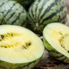 50 Seeds Cream Of Saskatchewan Watermelon Seeds For Planting Easy to Grow