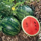 50 Seeds Minlove Watermelon Seeds For Garden Planting Easy to Grow