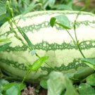 50 Seeds Sweet Beauty Watermelon Seeds For Garden Planting Easy to Grow