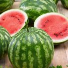 50 Seeds Cal Sweet Bh Watermelon Seeds For Garden Planting Easy to Grow