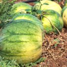 50 Seeds Big Tasty Seedless Watermelon Seeds For Planting Easy to Grow