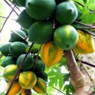 25 Seeds Bettina Papaya Seeds For Garden Planting Easy to Grow