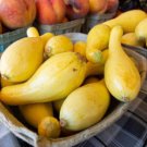 25 Seeds Sunglo Zucchinsquash Seeds For Garden Planting Easy to Grow