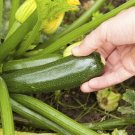 25 Seeds Sungreen Zucchinsquash Seeds For Garden Planting Easy to Grow