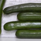 25 Seeds Dunja Zucchinsquash Seeds For Garden Planting Easy to Grow