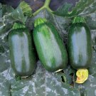 25 Seeds Green Egg Zucchinsquash Seeds For Garden Planting Easy to Grow
