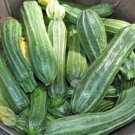 25 Seeds Costata Romanesco Zucchinsquash Seeds For Planting Easy to Grow