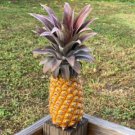15 Seeds Antigua Black Pineapple Seeds For Garden Planting Easy to Grow