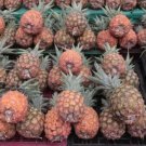 15 Seeds St Michael Pineapple Seeds For Garden Planting Easy to Grow