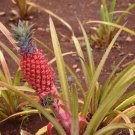 15 Seeds Singapore Red Pineapple Seeds For Garden Planting Easy to Grow