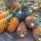 15 Seeds Pernambuco Pineapple Seeds For Garden Planting Easy to Grow