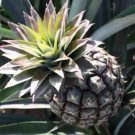 15 Seeds Monte Lirio Pineapple Seeds For Garden Planting Easy to Grow