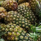 15 Seeds Montufar Pineapple Seeds For Garden Planting Easy to Grow