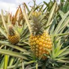 15 Seeds Mauriti Pineapple Seeds For Garden Planting Easy to Grow