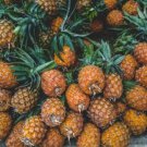 15 Seeds Brecheche Pineapple Seeds For Garden Planting Easy to Grow