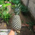 15 Seeds Panare Pineapple Seeds For Garden Planting Easy to Grow
