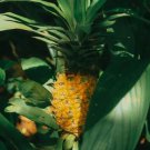 15 Seeds Cabezona Pineapple Seeds For Garden Planting Easy to Grow