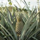 15 Seeds Mordilona Pineapple Seeds For Garden Planting Easy to Grow