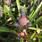 15 Seeds Ripley Pineapple Seeds For Garden Planting Easy to Grow
