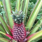 15 Seeds Red Spanish Pineapple Seeds For Garden Planting Easy to Grow
