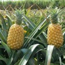 15 Seeds Queen Pineapple Seeds For Garden Planting Easy to Grow