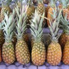 15 Seeds Abacaxpineapple Seeds For Garden Planting Easy to Grow