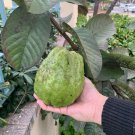 50 Seeds Giant Vietnamese Bankok Guava Seeds For Planting Easy to Grow