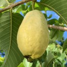 50 Seeds Egyptian Yellow Guava Seeds For Garden Planting Easy to Grow