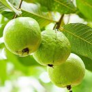 50 Seeds Psidium Guajava Common Guava Seeds For Planting Easy to Grow